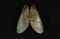 藏品(河殼菜蛤(沼蛤))的圖片